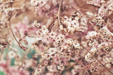 Dry flowersの写真素材