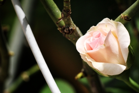 Pink roseの写真素材