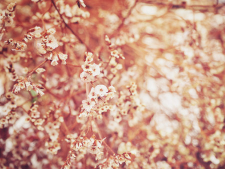 Dry flowers