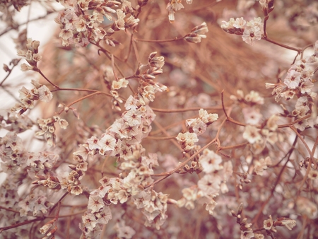 Dry flowersの写真素材