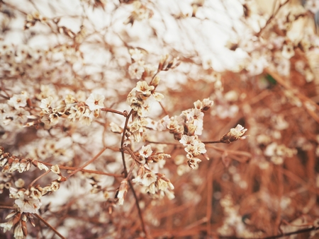 Dry flowersの写真素材