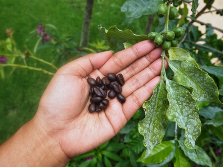 Coffee plant with handの写真素材