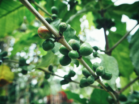 Coffee plant