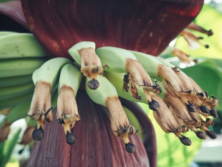 Bunch of bananasの写真素材