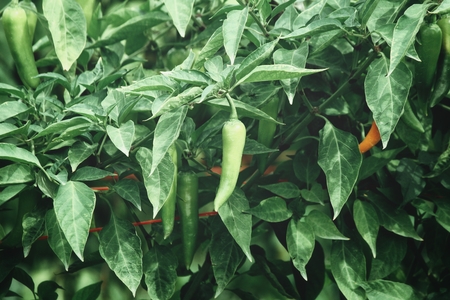 Chili plantの写真素材