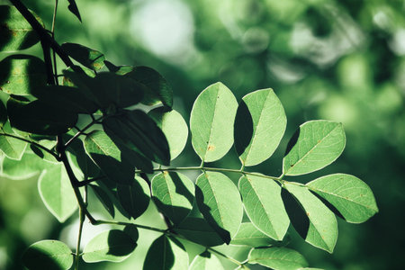 Green leaves with shadow