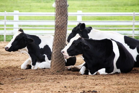 Cow in the farmの写真素材
