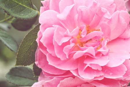Vintage pink roseの写真素材