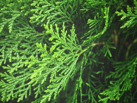 Pine leavesの写真素材