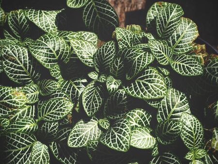 Fern leavesの写真素材