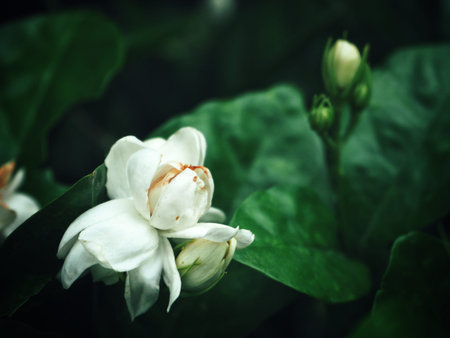 Jasmine