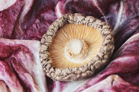 Shiitake mushroomの写真素材