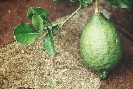 Lemon on treeの写真素材