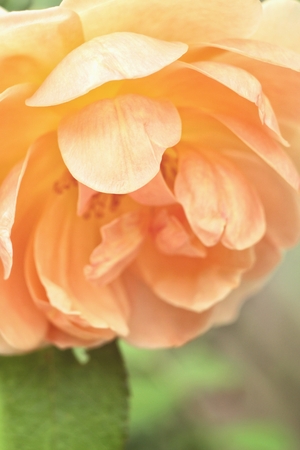 Orange roseの写真素材