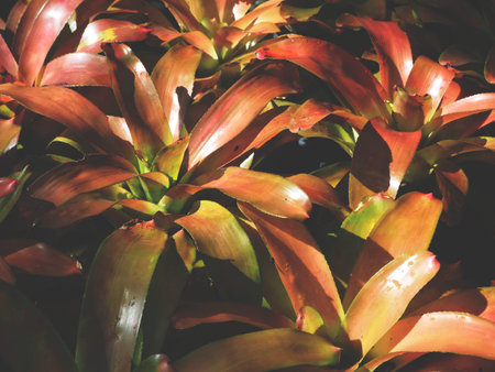 Pineapple plantの写真素材