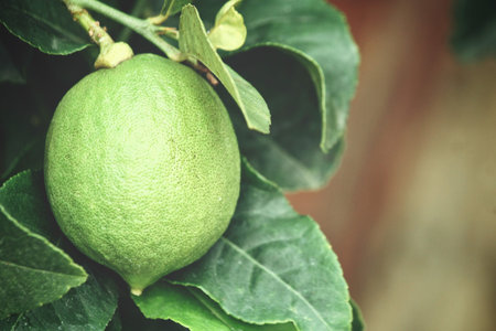 Lemon on tree
