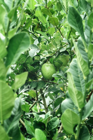 Lemon on tree