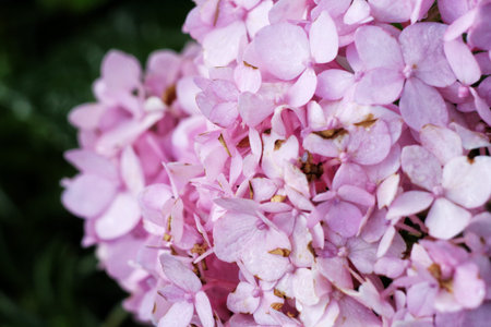 Hydrangea flowers