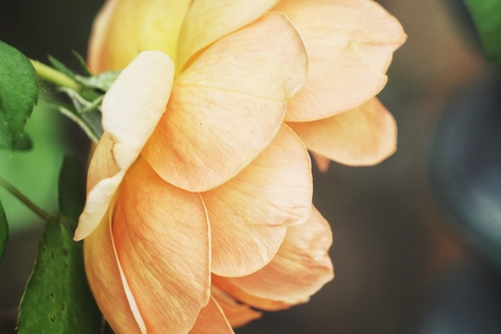 Orange roseの写真素材