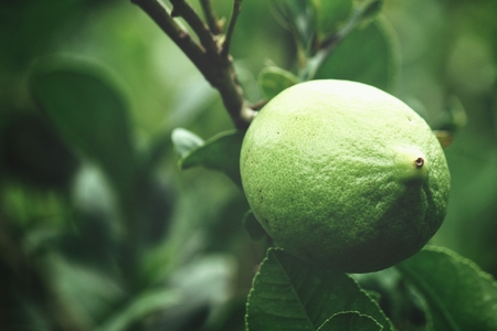 Lemon on treeの写真素材