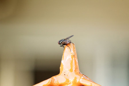 House fly