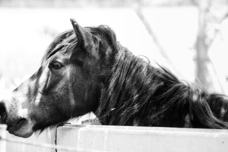 Horse in the farmの写真素材