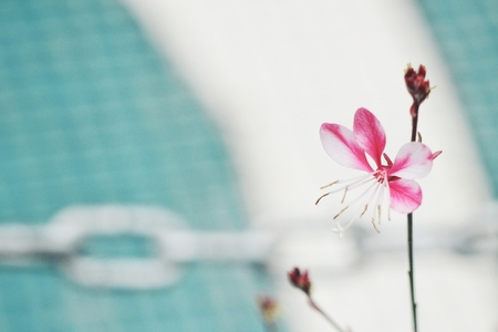 Pink flowersの写真素材