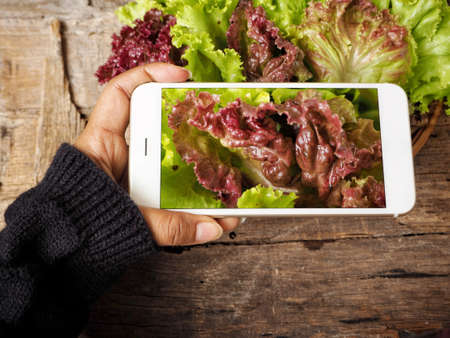 Taking a photo of red lettuce with smart phoneの写真素材