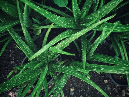 Aloe veraの写真素材