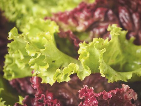 Red and green lettuceの写真素材