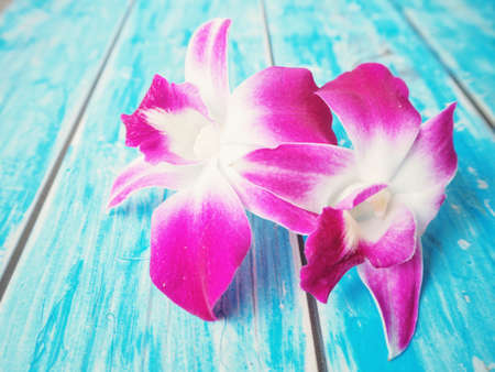 Pink orchid on blue backgroundの写真素材