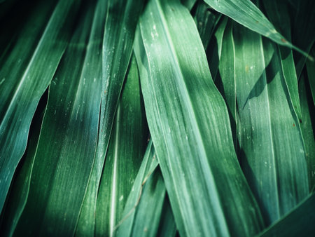 Vetiver