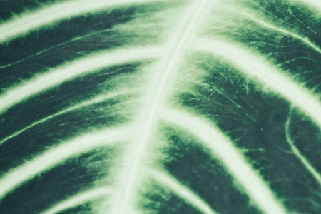 Green leavesの写真素材