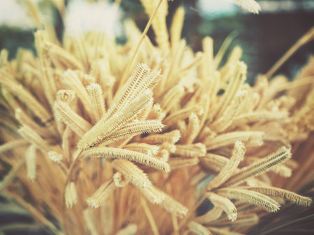 Dry flowers