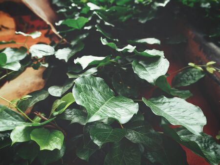 Green leavesの写真素材