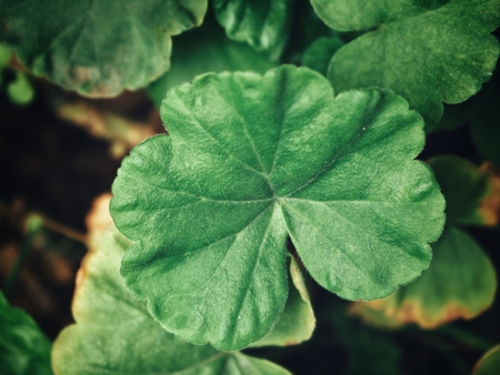 Green leavesの写真素材