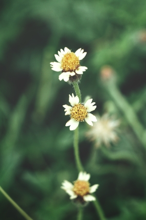 Grass flowersの写真素材