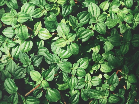 Green leavesの写真素材