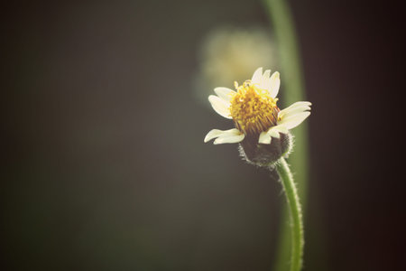 Grass flowersの写真素材