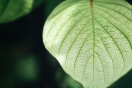 Green leavesの写真素材