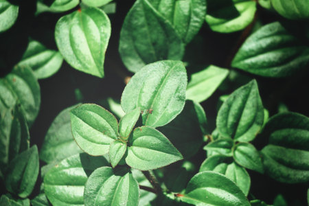 Green leaves