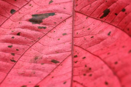 Red leavesの写真素材