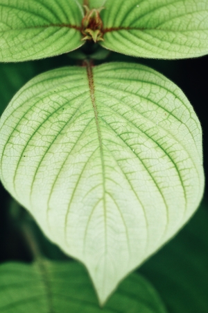 Green leavesの写真素材