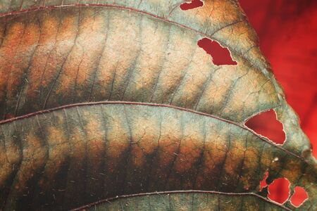 Red leavesの写真素材