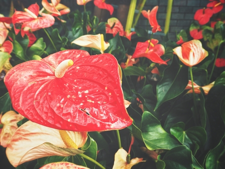 Flamingo flowersの写真素材