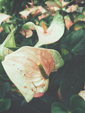 Flamingo flowersの写真素材