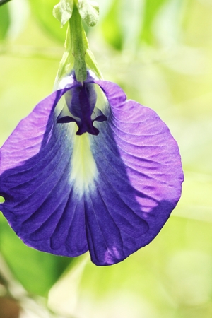 Butterfly peaの写真素材