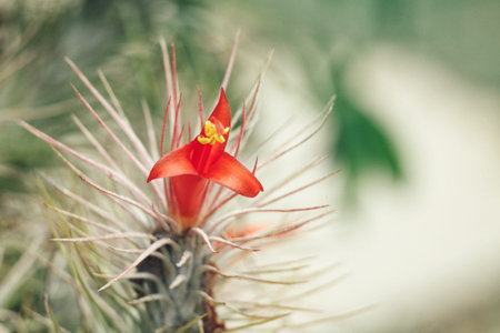 Cactusの写真素材