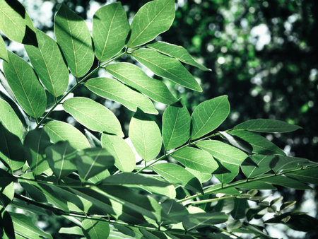 Green leaves with shadow