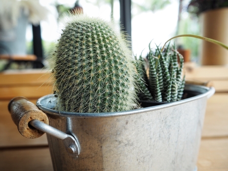 Cactus potの写真素材